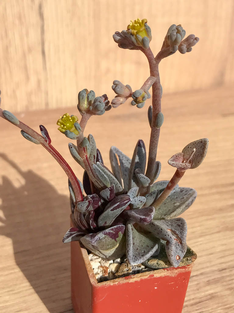 SHPR6906 Lenophyllum guttatum f. variegata – Bild 3