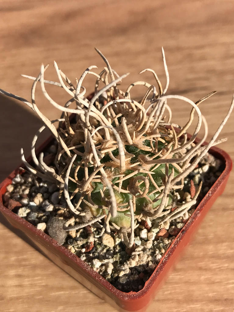 SHPR6908 Pediocactus peeblesianus v. fickeisenii SB 903A / Navajoa peeblesianus - Obrázek 3