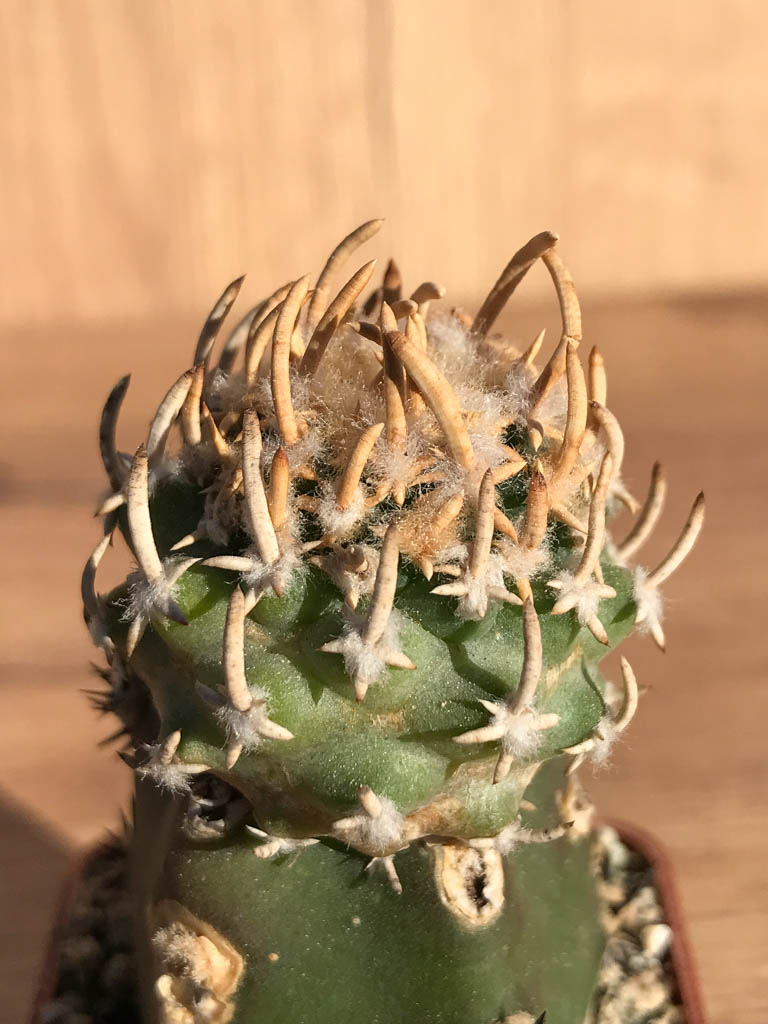 SHPR6909 Pediocactus peeblesianus / Navajoa peeblesianus