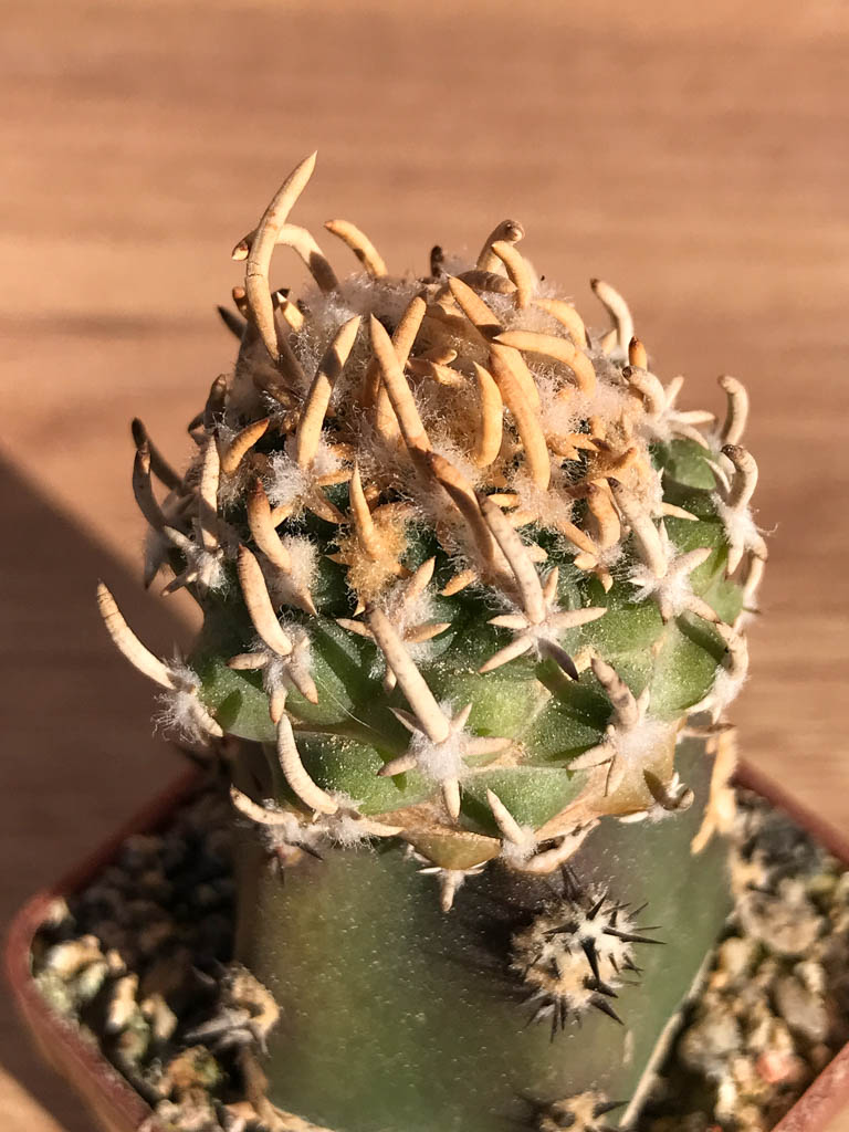 SHPR6909 Pediocactus peeblesianus / Navajoa peeblesianus - Obrázek 3