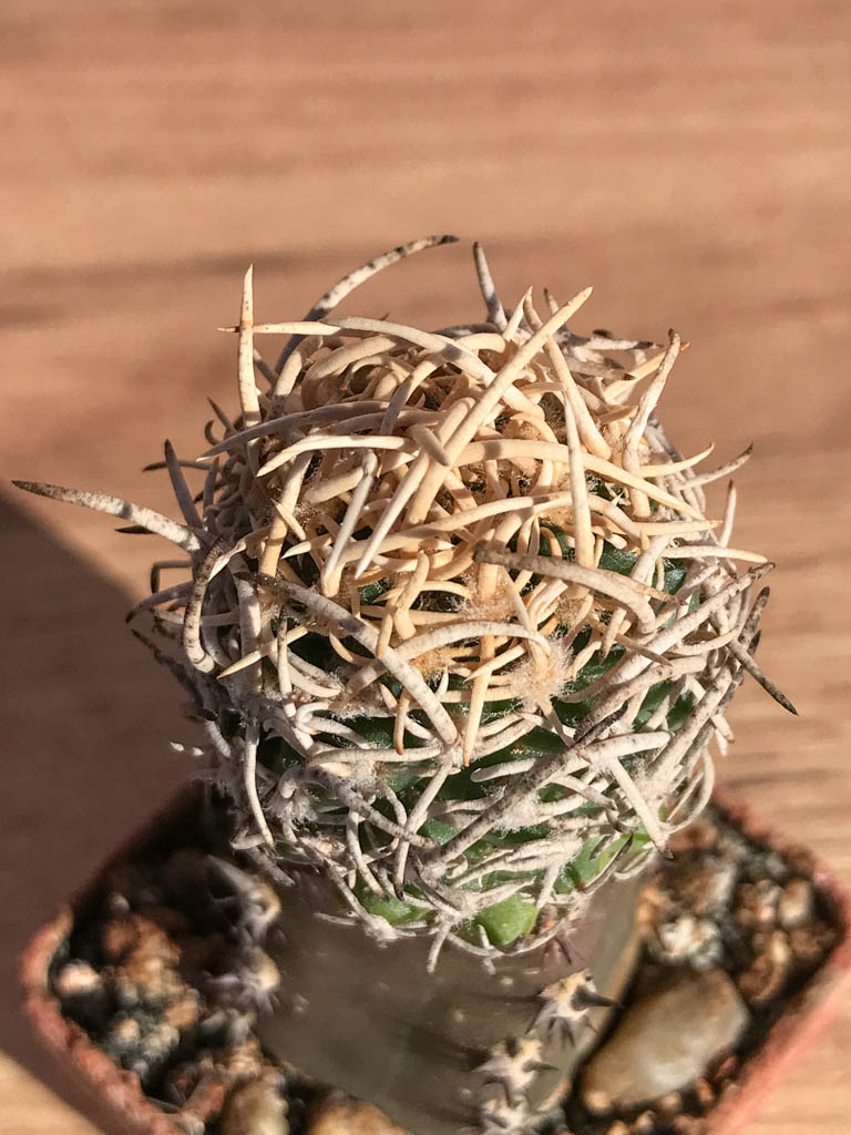 標本 Mexico Heterostenus buprestoides 41-64mm LAZULITE-GRAVESMT-GEORGIA-4.