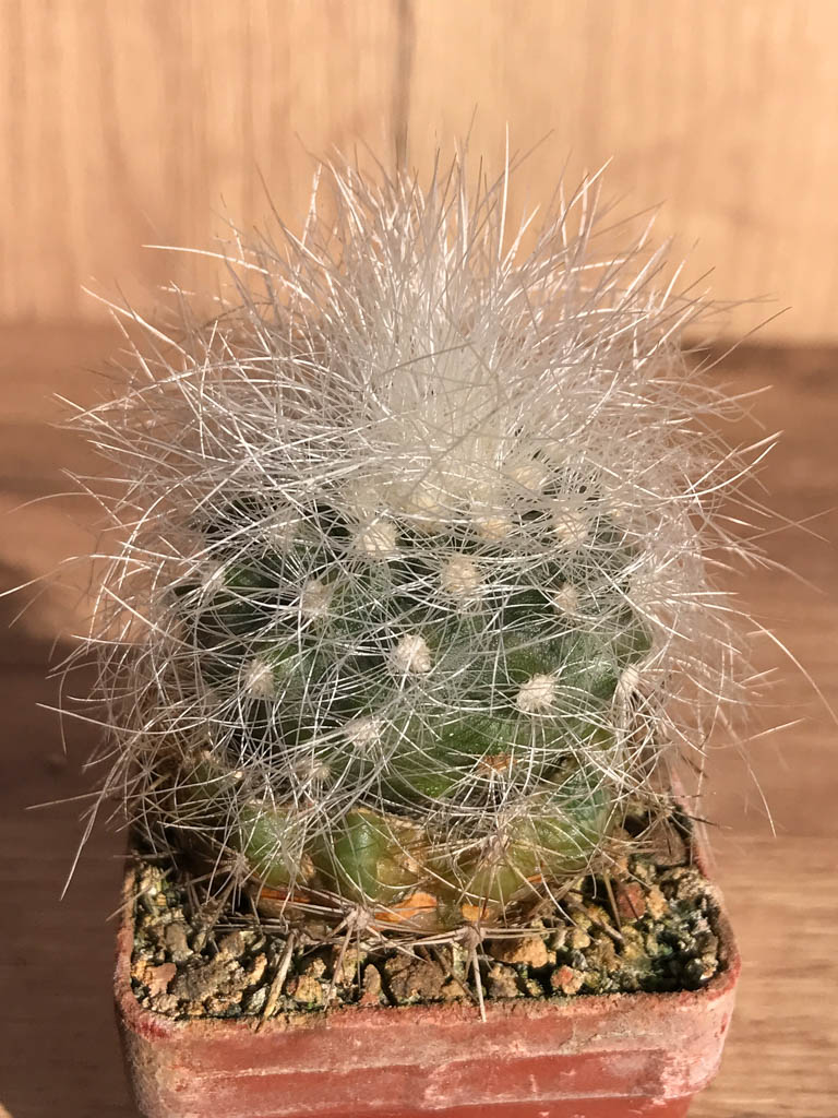 SHPR6914 Copiapoa krainziana, grafted - Image 2