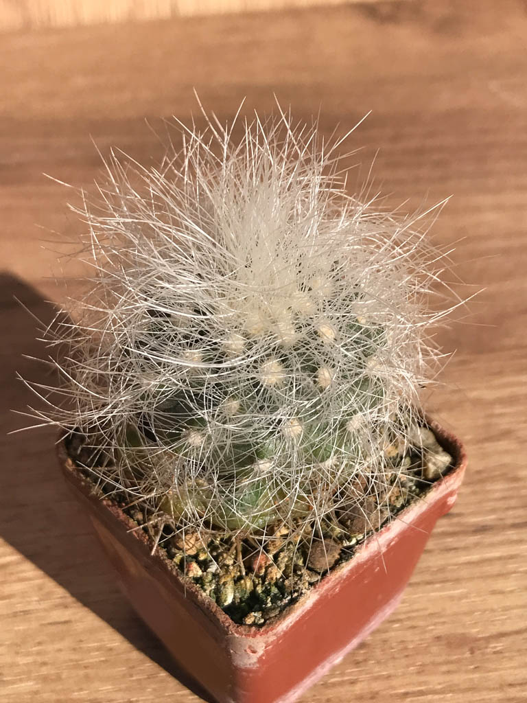 SHPR6914 Copiapoa krainziana, grafted - Image 3