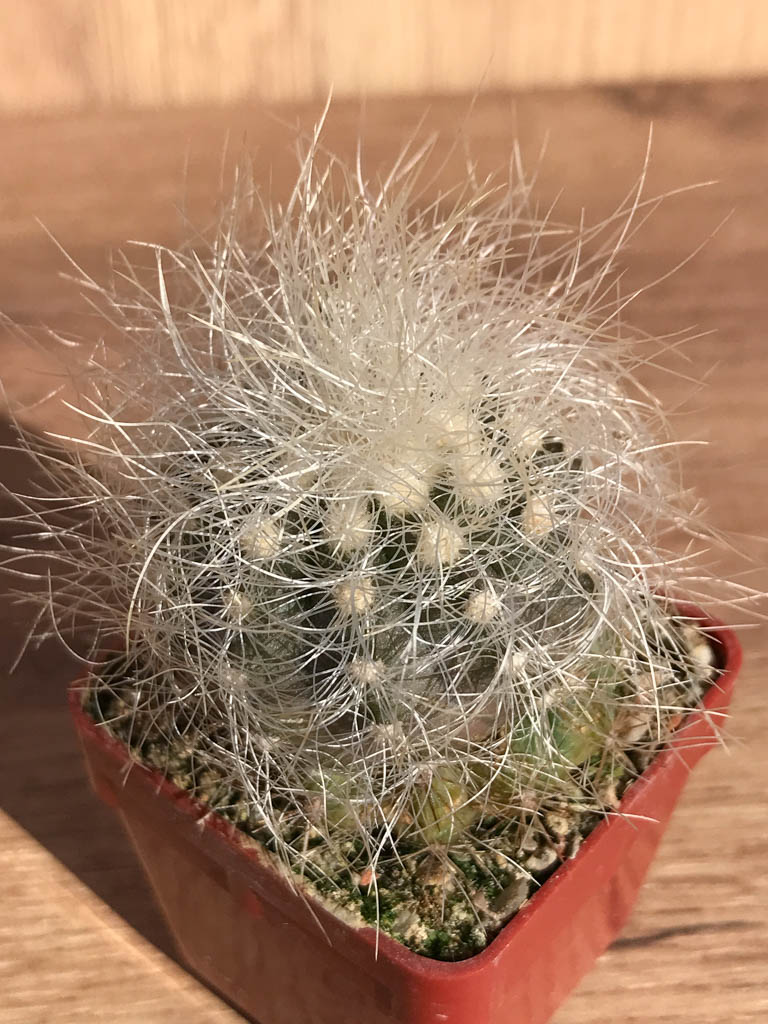 SHPR6914 Copiapoa krainziana, grafted