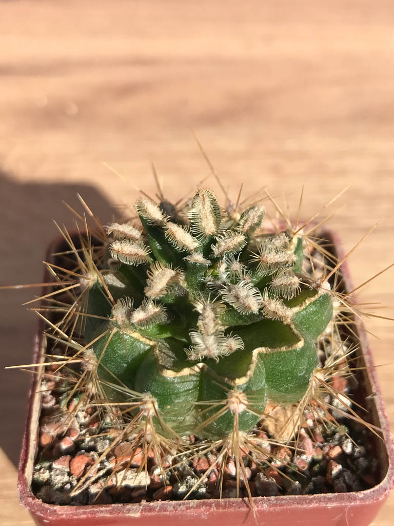SHPR6916 Mammillaria bertholdii, grafted - Зображення 2