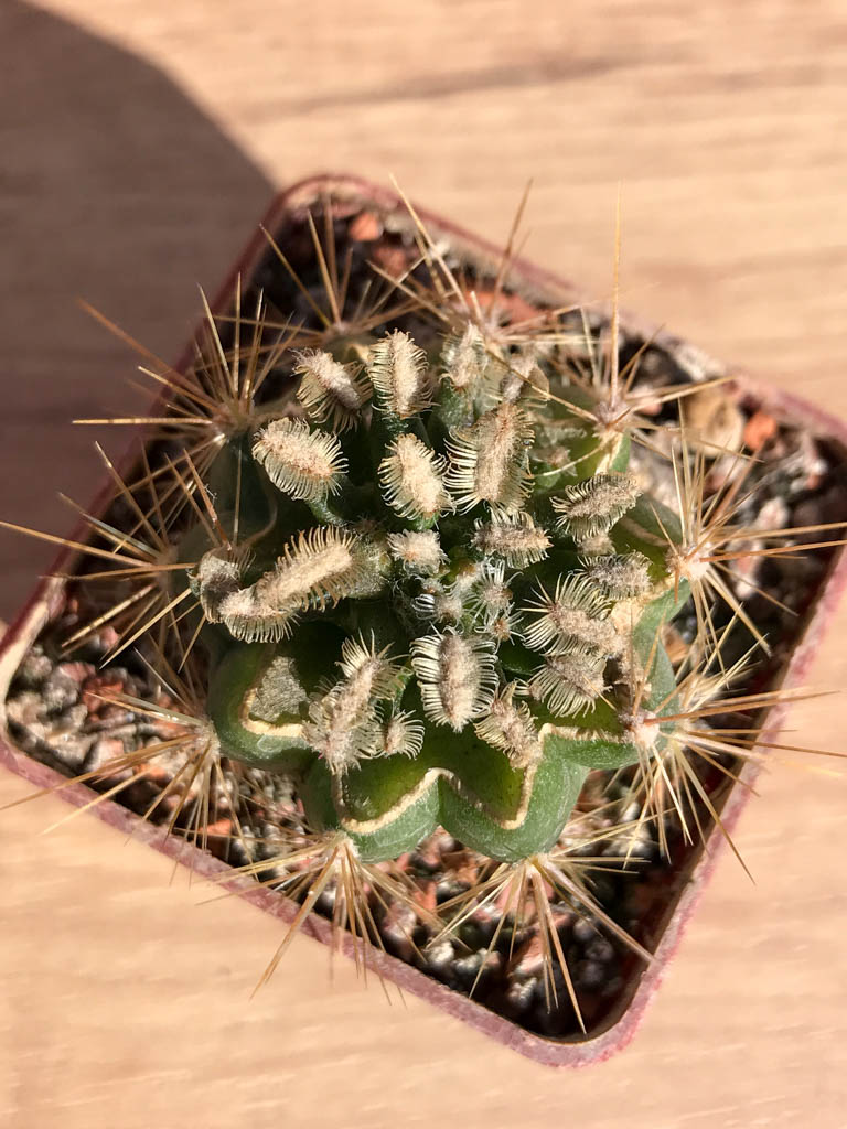 SHPR6916 Mammillaria bertholdii, grafted