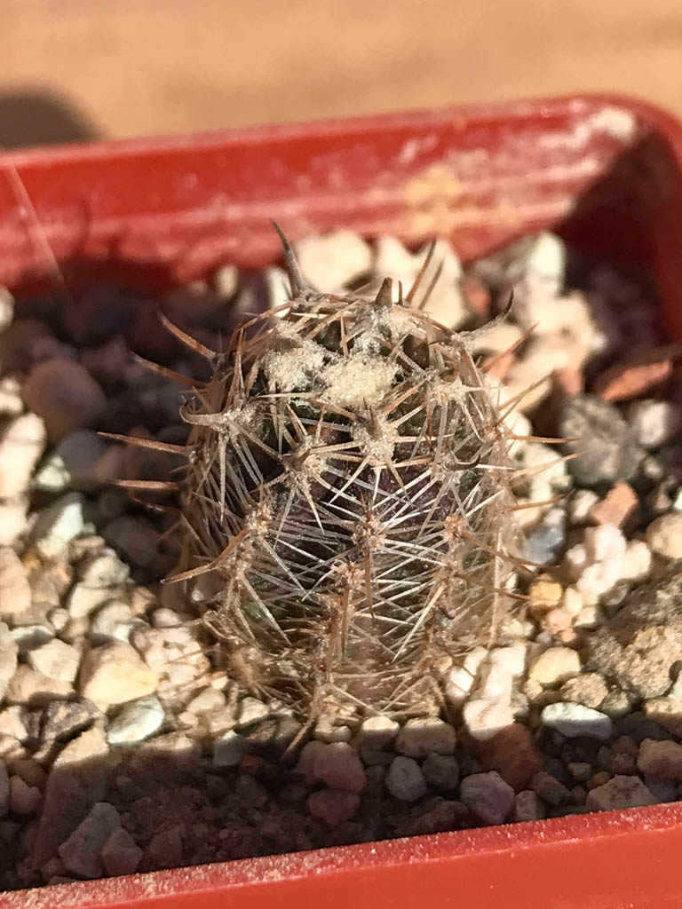 SHPR6919 Austrocactus pauxillus SA 8273, Mendoza, Argentina - Image 2