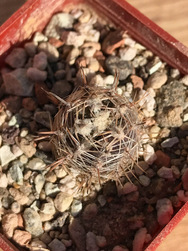 SHPR6919 Austrocactus pauxillus SA 8273, Mendoza, Argentina - Image 3