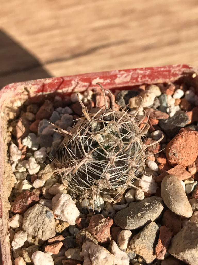 SHPR6919 Austrocactus pauxillus SA 8273, Mendoza, Argentina - Image 4