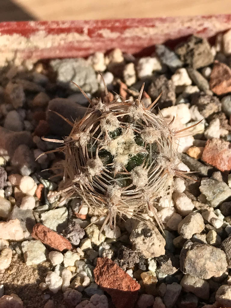 SHPR6919 Austrocactus pauxillus SA 8273, Mendoza, Argentina - Image 5