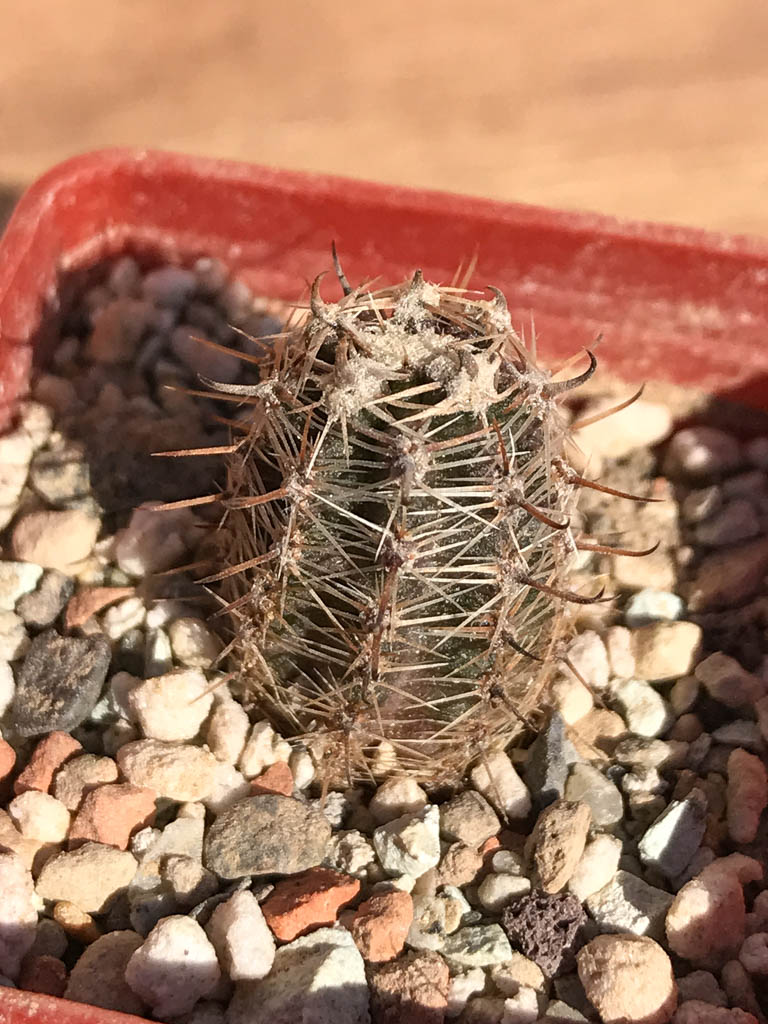SHPR6919 Austrocactus pauxillus SA 8273, Mendoza, Argentina