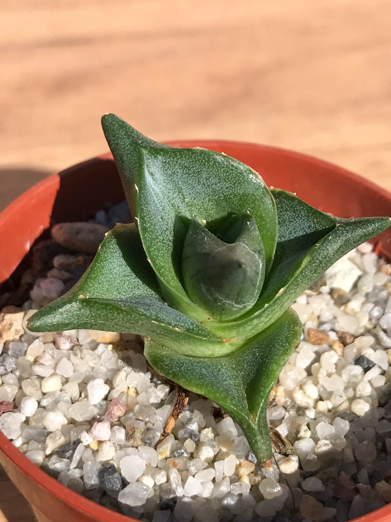 SHPR6921 Agave pumila - Image 2