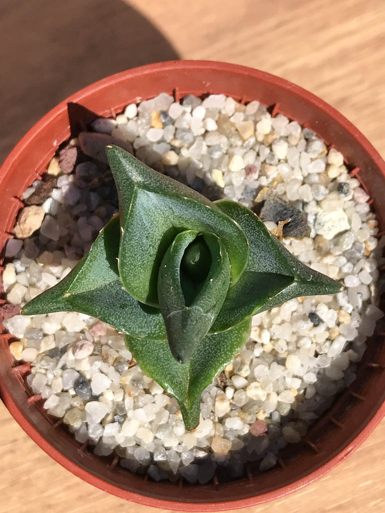 SHPR6921 Agave pumila - Image 3