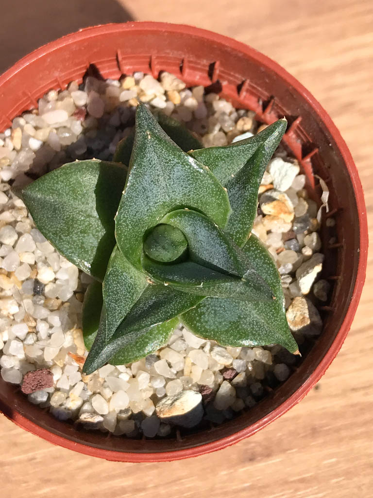 SHPR6921 Agave pumila