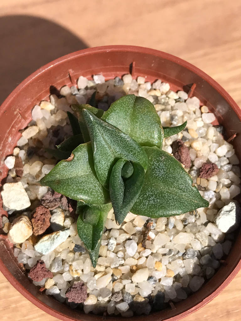 SHPR6921 Agave pumila - Image 5