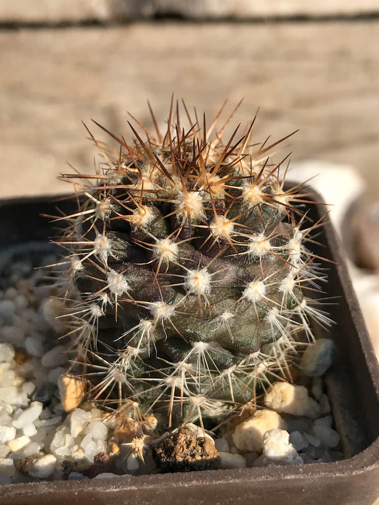 SHPR6925 Copiapoa megarhiza v. borealis