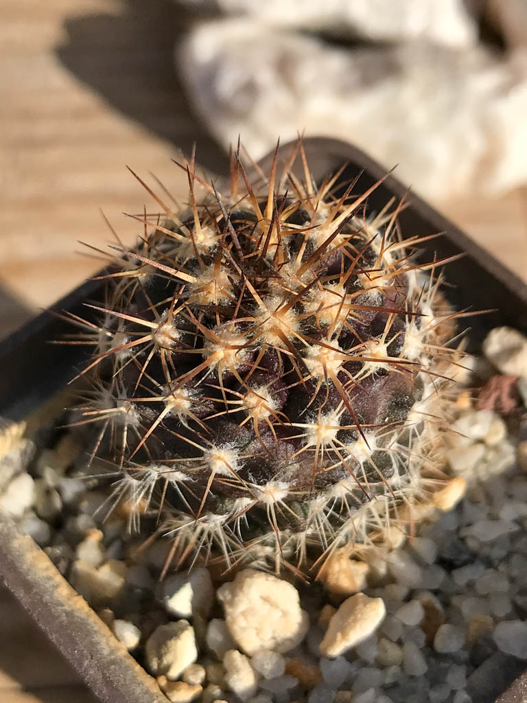 SHPR6925 Copiapoa megarhiza v. borealis - Imagen 2