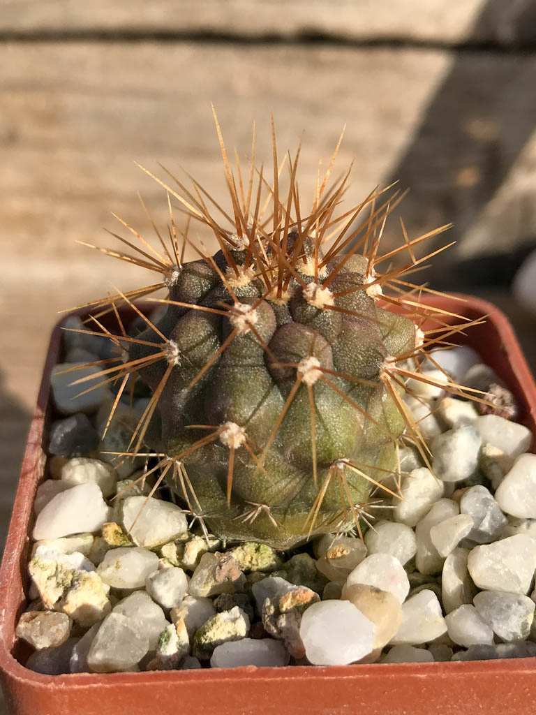SHPR6927 Copiapoa gigantea, 8km North of Taltal