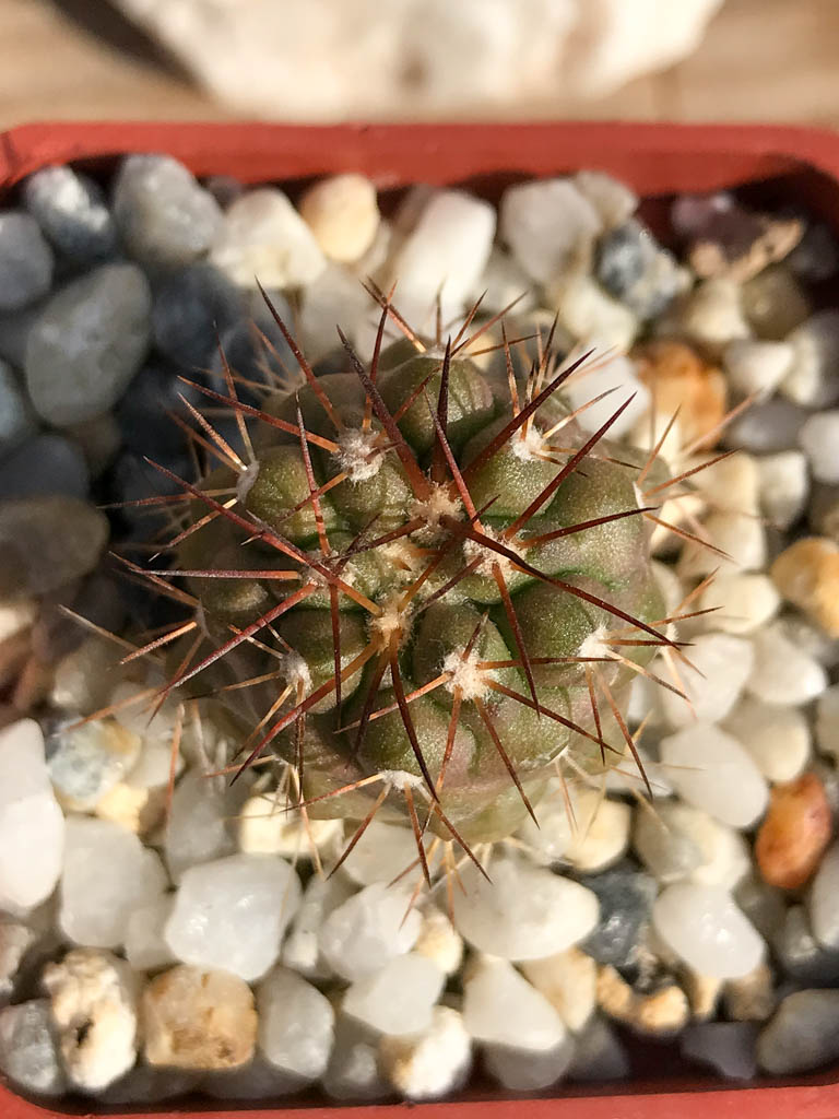 SHPR6927 Copiapoa gigantea, 8km North of Taltal - Obrázek 3