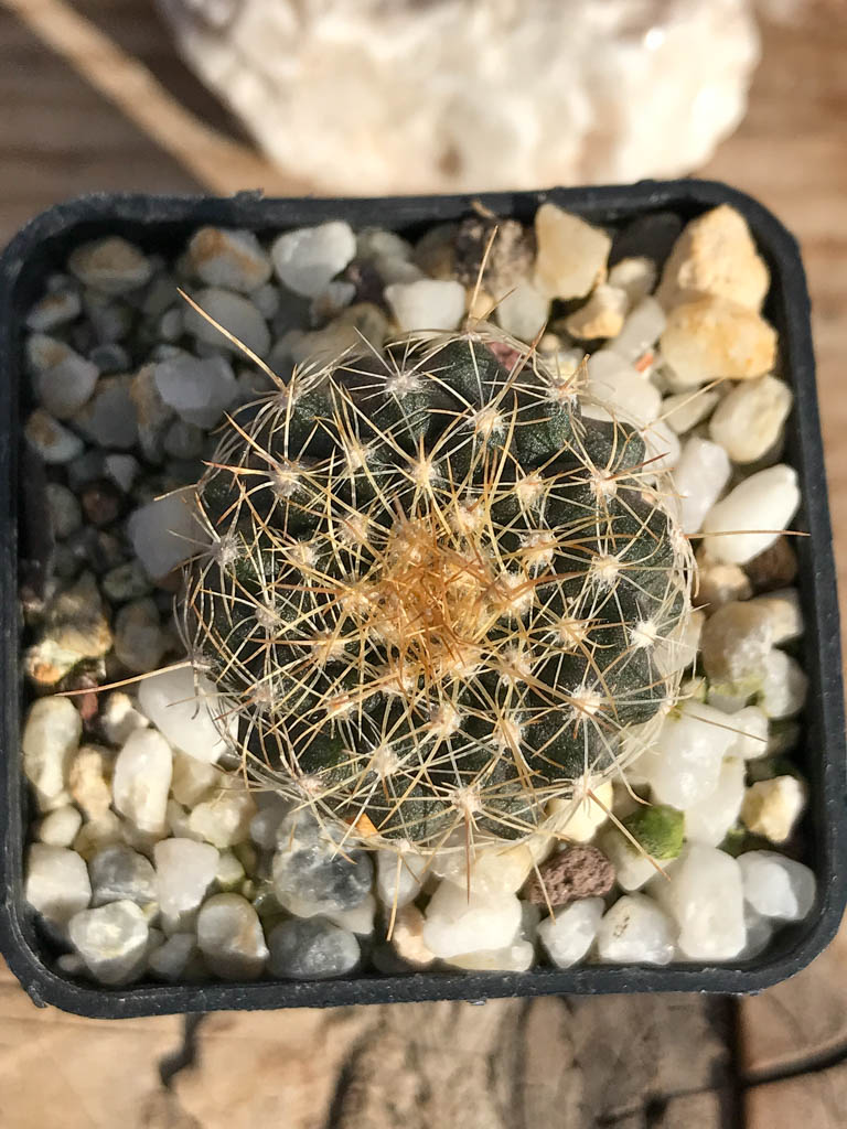 SHPR6928 Copiapoa humilis – Bild 3