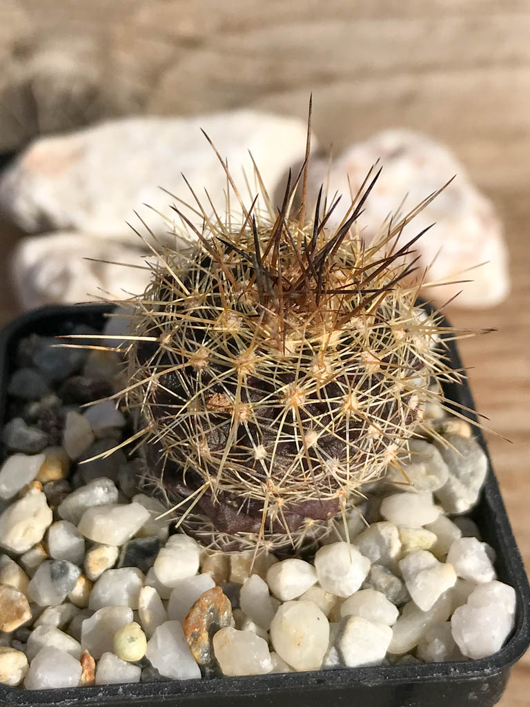 SHPR6928 Copiapoa humilis – Bild 4