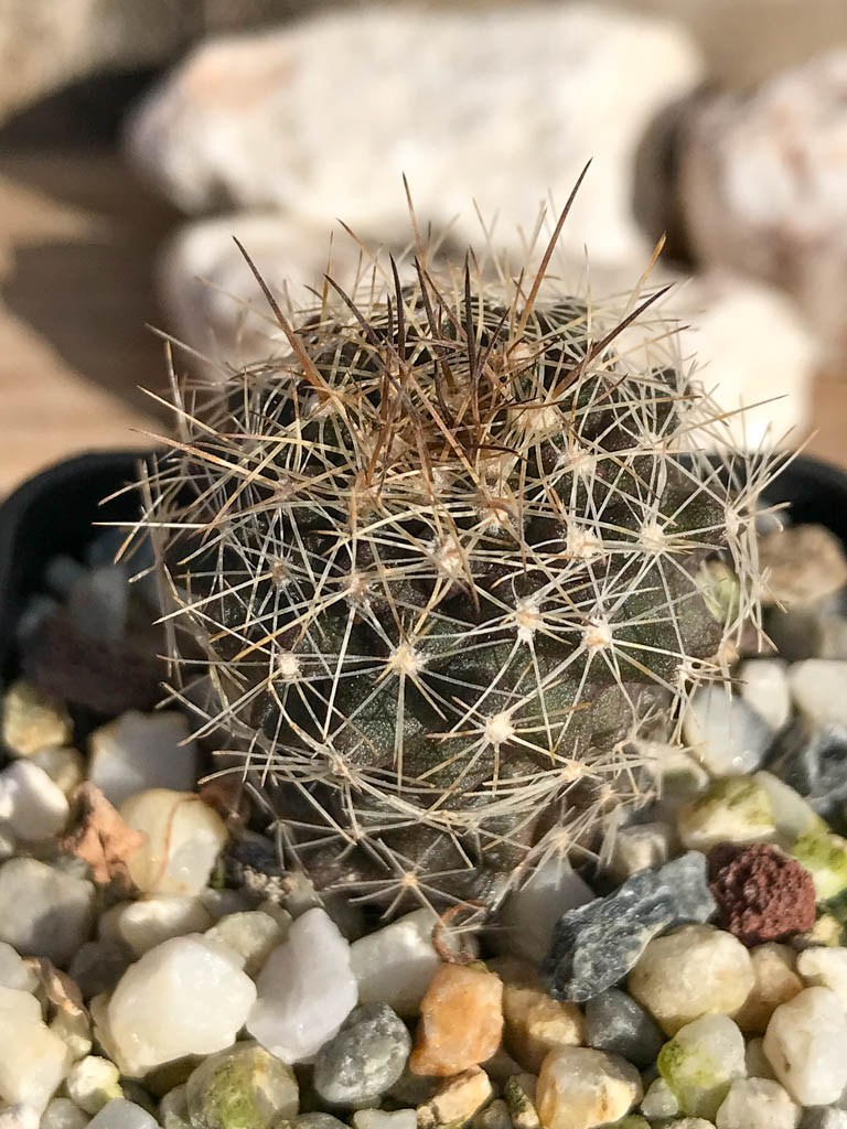 SHPR6928 Copiapoa humilis