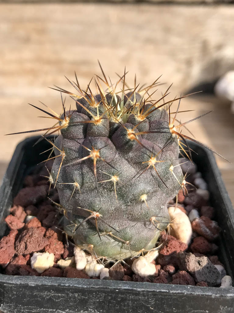 SHPR6929 Copiapoa calderana, Playa Zapatilla