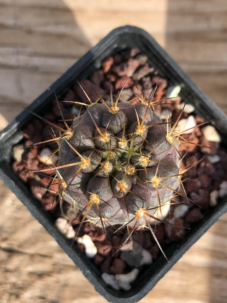 SHPR6929 Copiapoa calderana, Playa Zapatilla – Bild 2