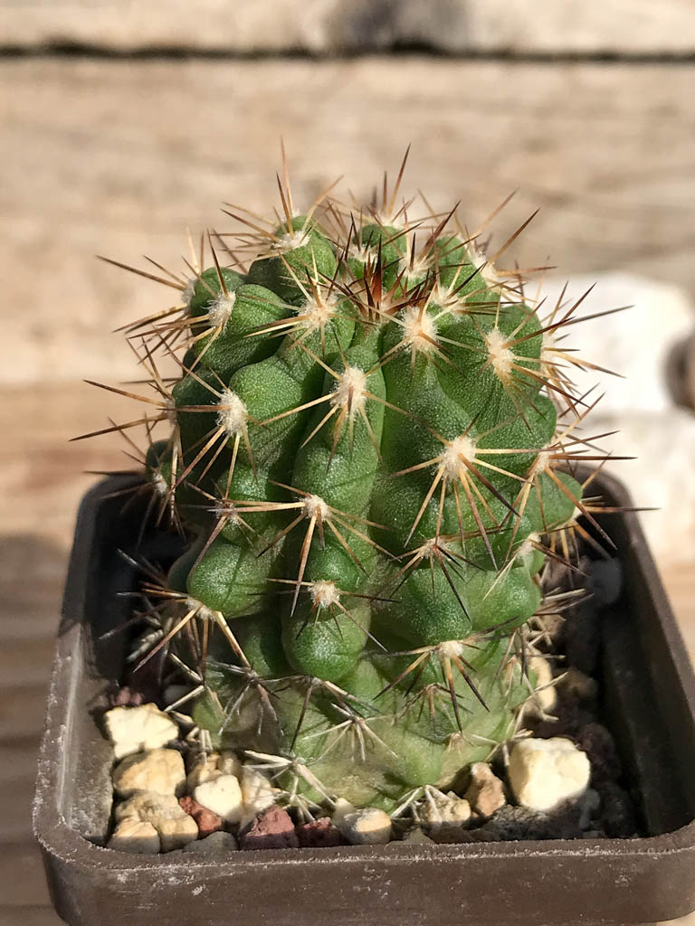 SHPR6932 Copiapoa cinerascens, south of Chanaral/ Chile - Image 2