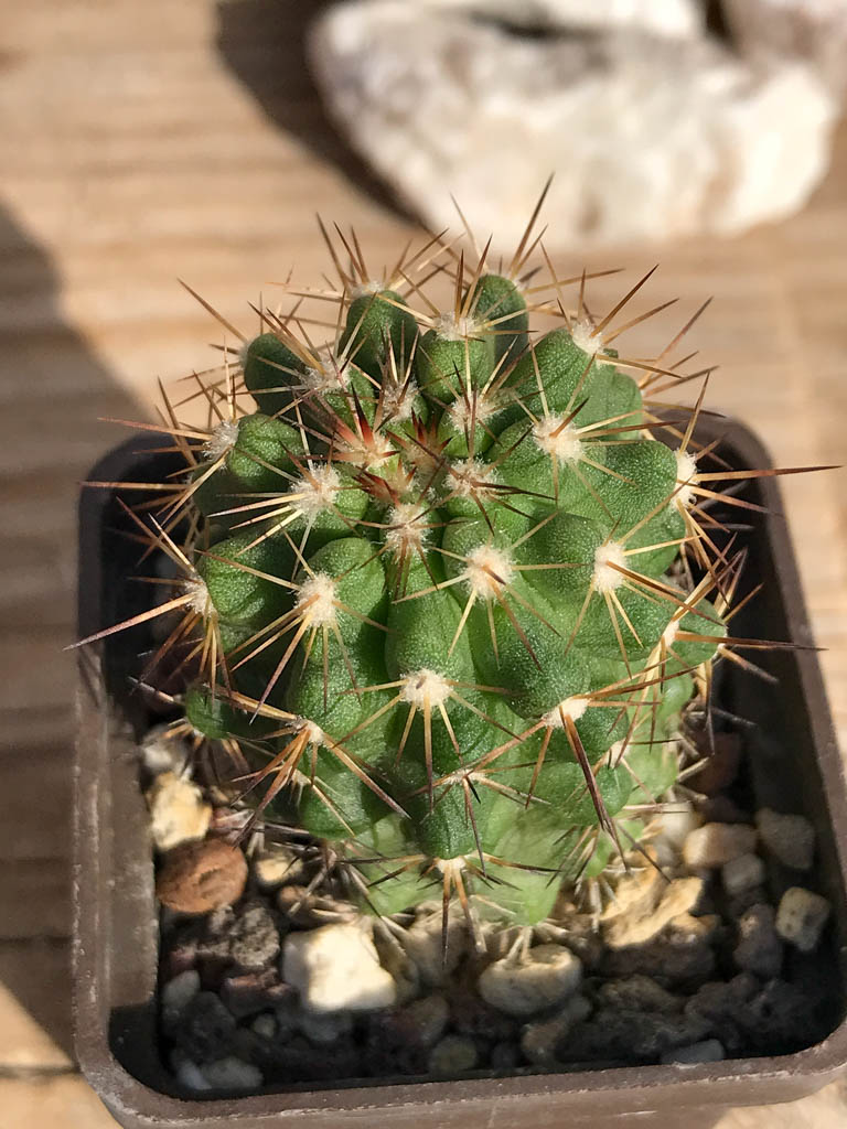 SHPR6932 Copiapoa cinerascens, south of Chanaral/ Chile