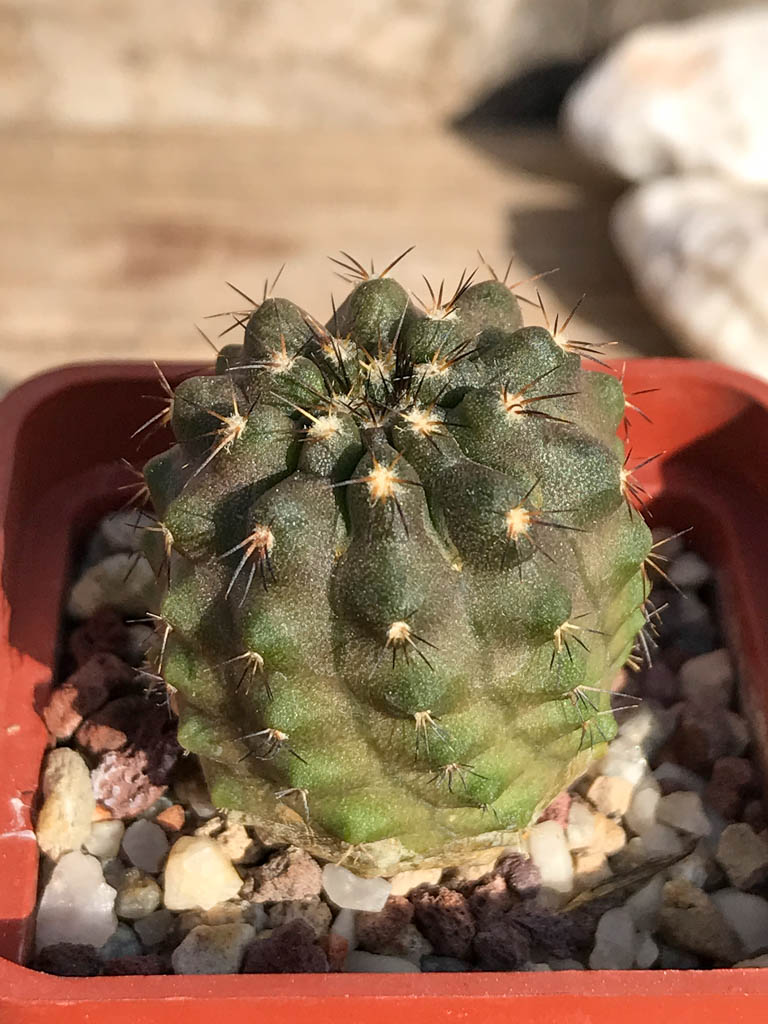 SHPR6934 Copiapoa aff. calderana - Image 2