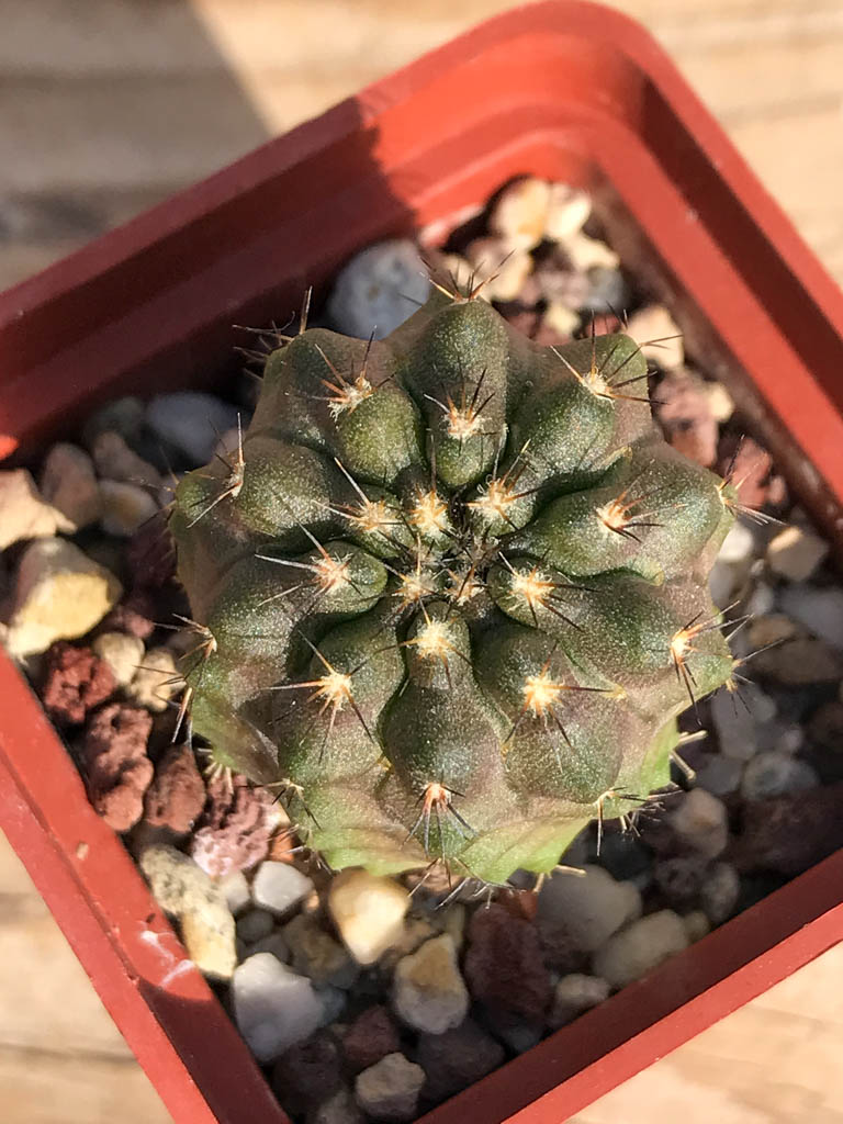 SHPR6934 Copiapoa aff. calderana