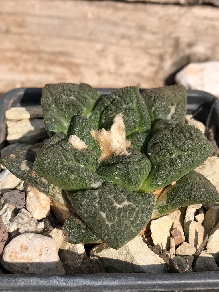 SHPR6942 Ariocarpus fissuratus 'Intermedius' - Image 2