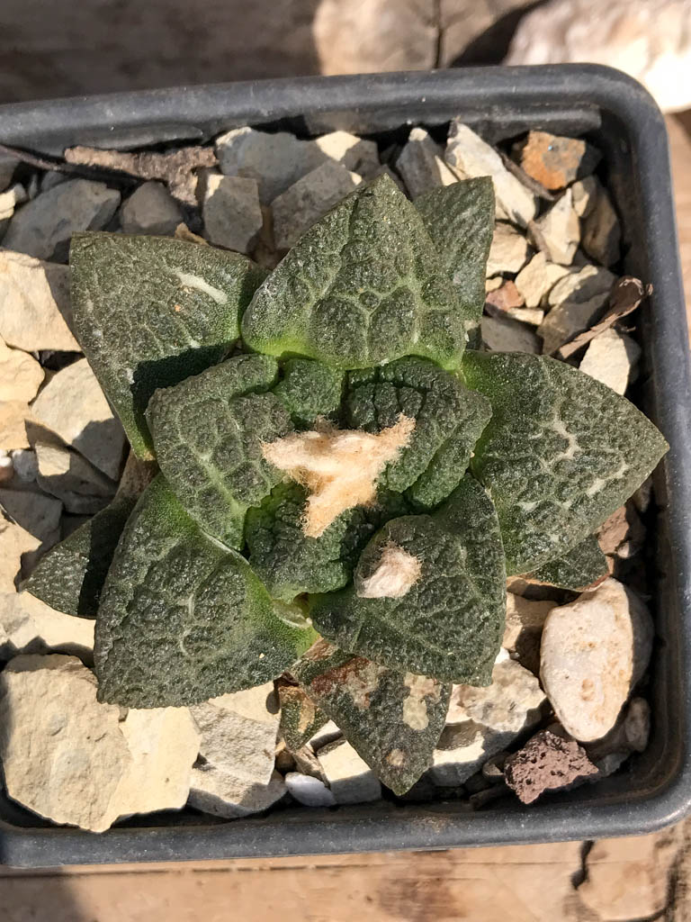 SHPR6942 Ariocarpus fissuratus 'Intermedius'