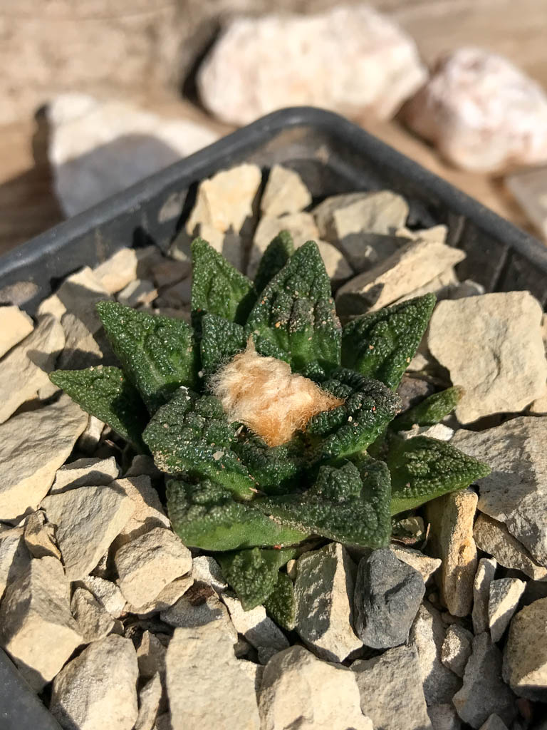 SHPR6943 Ariocarpus fissuratus hintonii, Cuatro cienegas, Mexico - Image 2
