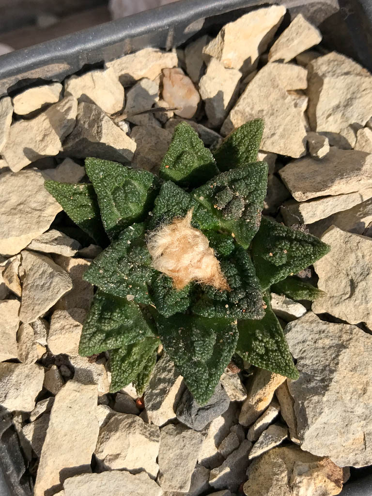 SHPR6943 Ariocarpus fissuratus hintonii, Cuatro cienegas, Mexico