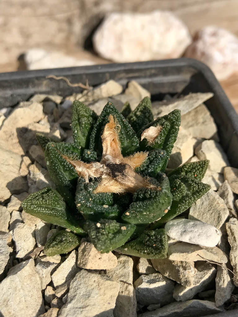 SHPR6944 Ariocarpus fissuratus hintonii, Cuatro cienegas, Mexico - immagine 2