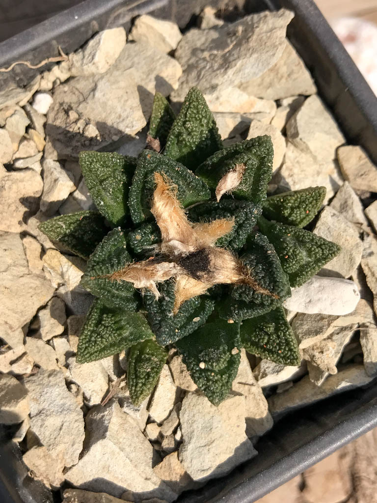 SHPR6944 Ariocarpus fissuratus hintonii, Cuatro cienegas, Mexico