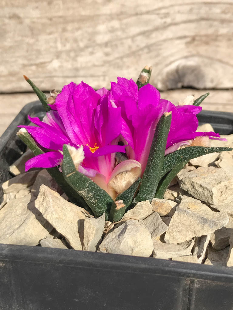SHPR6948 Ariocarpus agavoides RS 602, Tamaulipas, Mexico - immagine 2