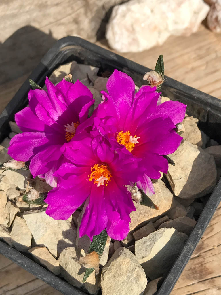 SHPR6948 Ariocarpus agavoides RS 602, Tamaulipas, Mexico