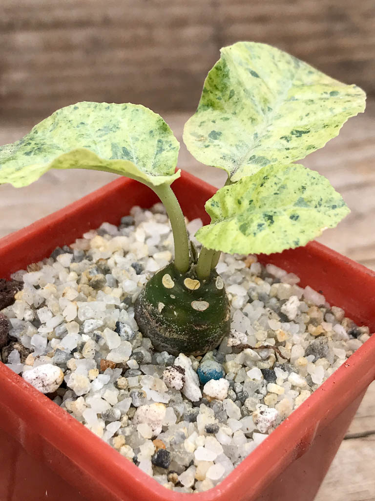 SHPR6949 Dorstenia Foetida f. variegata