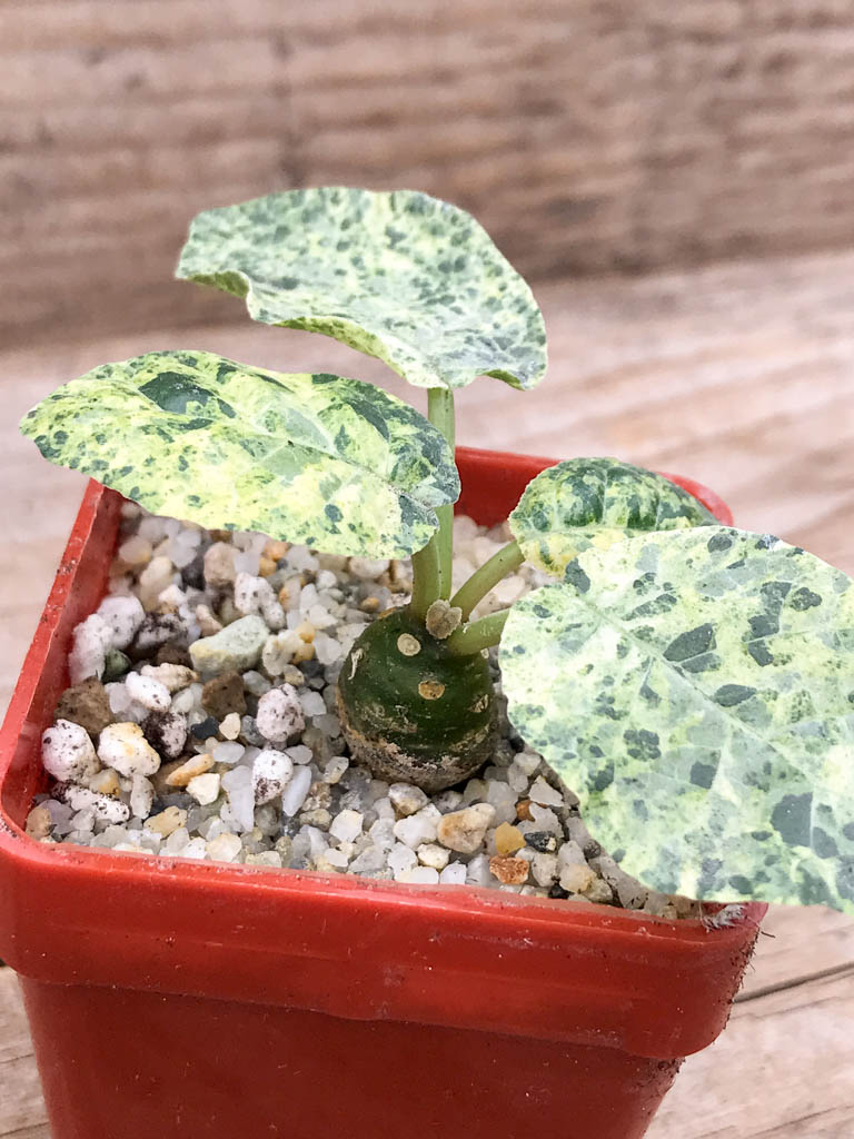 SHPR6949 Dorstenia Foetida f. variegata - Image 3