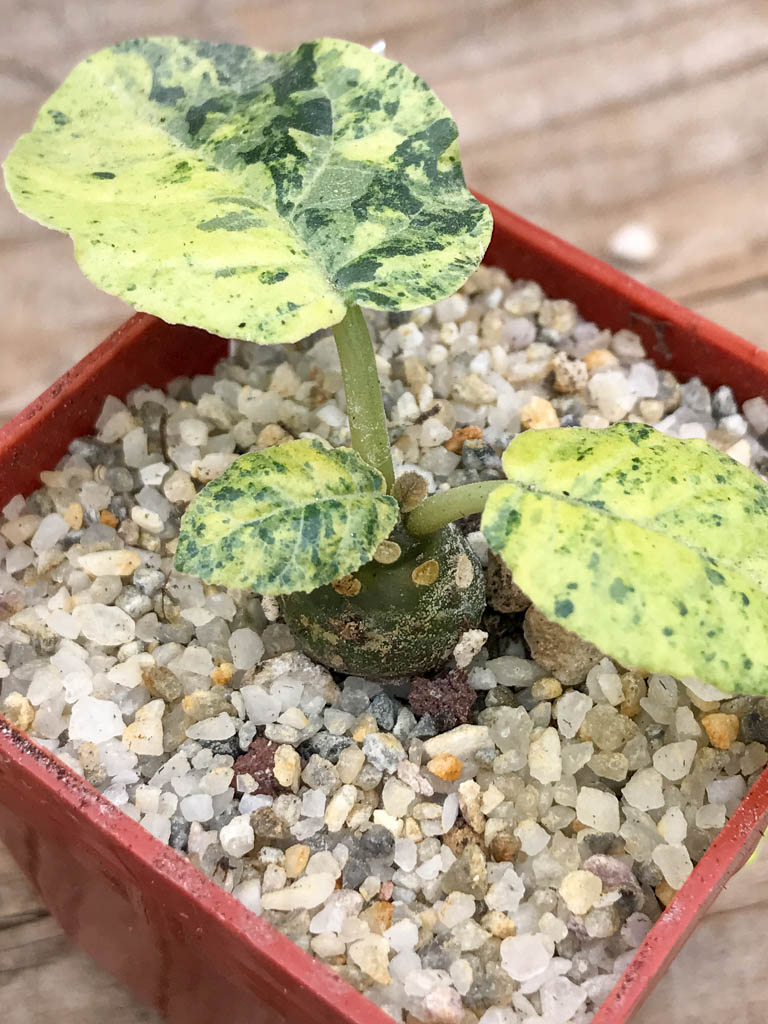 SHPR6949 Dorstenia Foetida f. variegata - Image 4