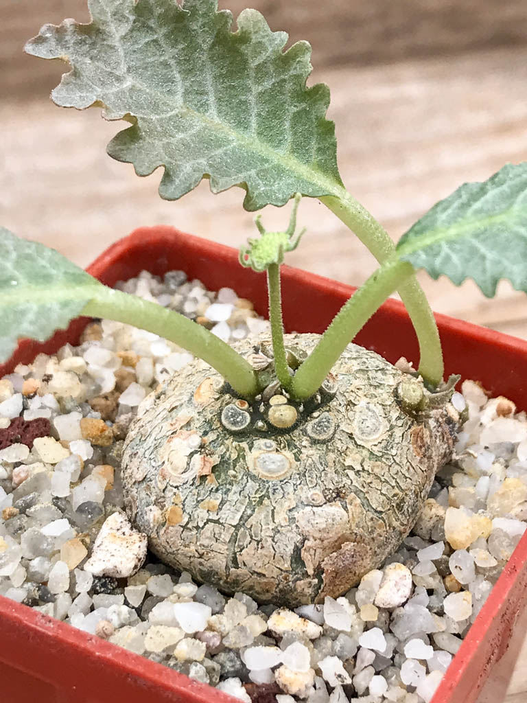 SHPR6951 Dorstenia horwoodii