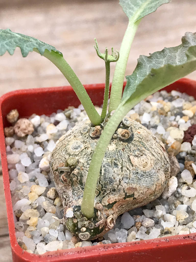 SHPR6951 Dorstenia horwoodii - 画像 (3)