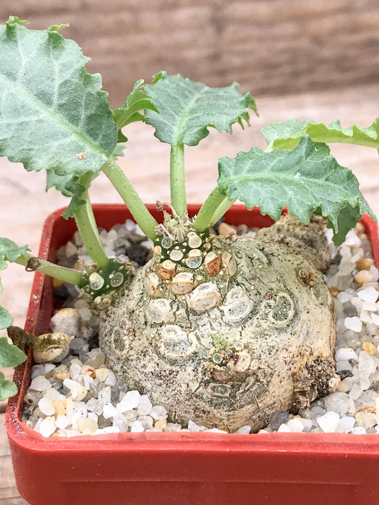 SHPR6952 Dorstenia horwoodii