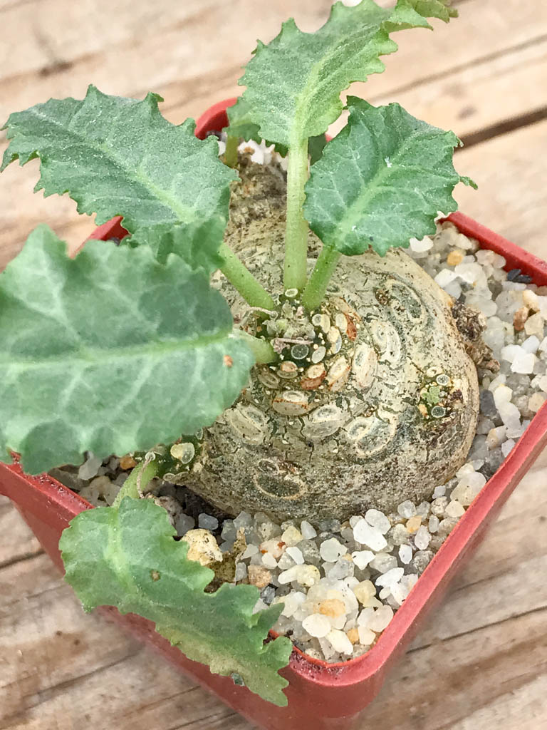 SHPR6952 Dorstenia horwoodii - 画像 (3)