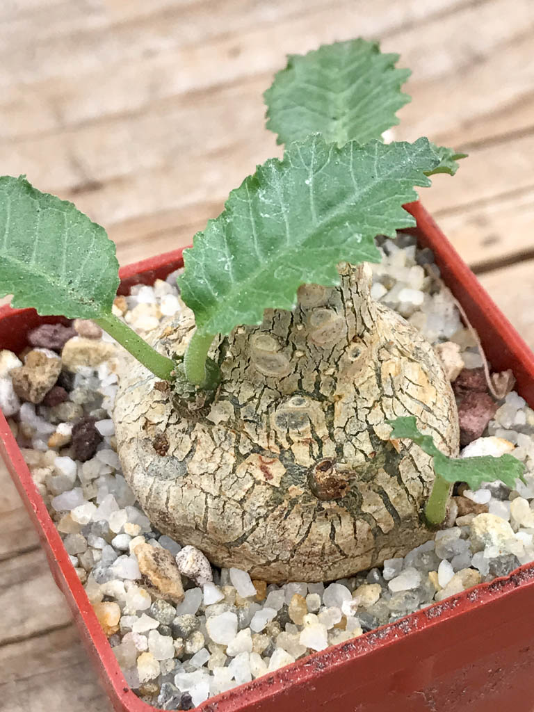 SHPR6953 Dorstenia horwoodii - 画像 (3)