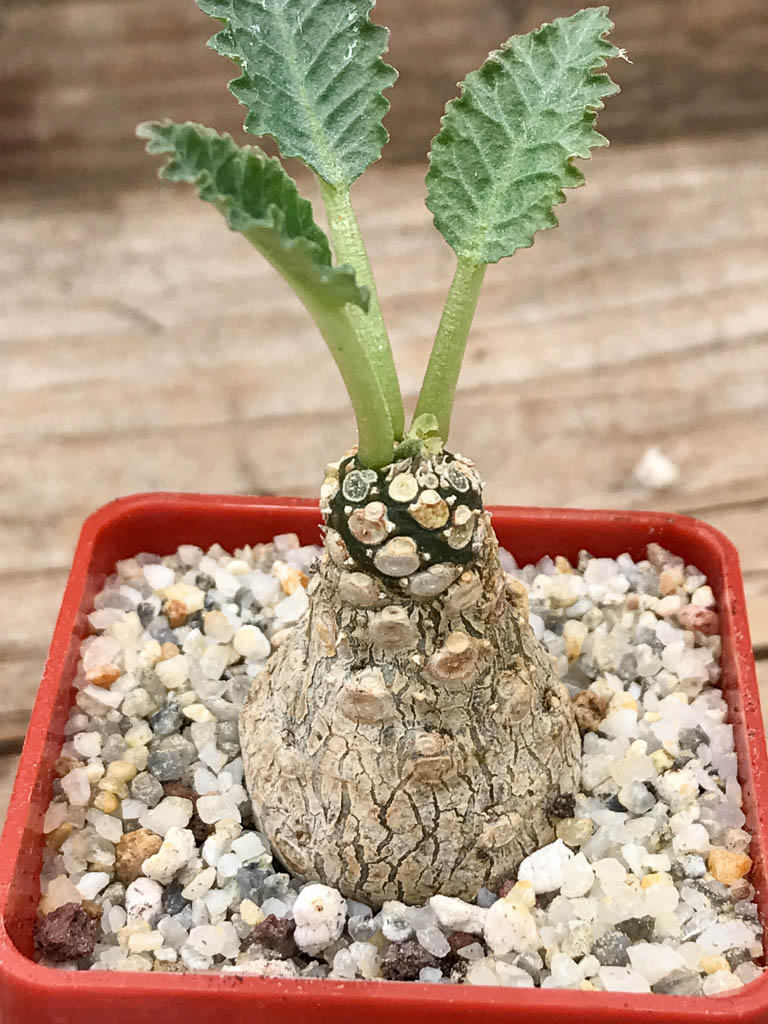 SHPR6954 Dorstenia horwoodii