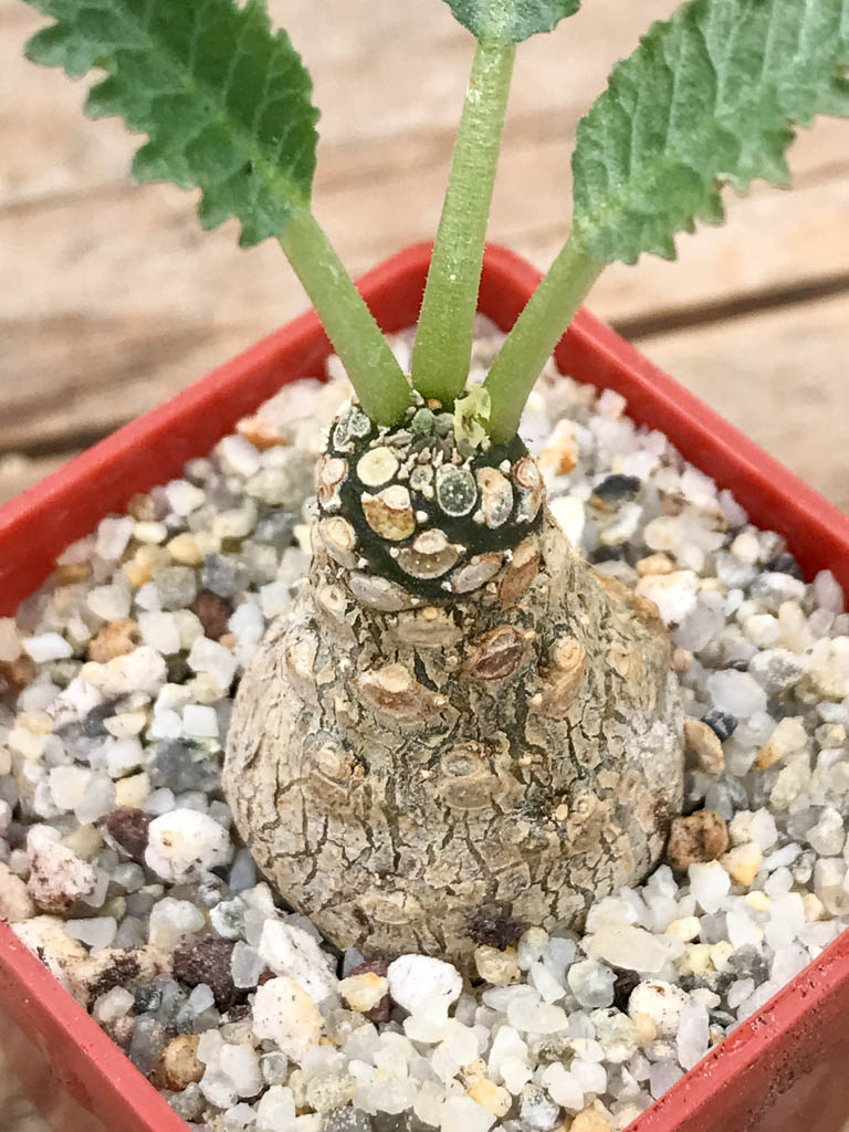 SHPR6954 Dorstenia horwoodii - immagine 3
